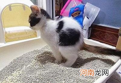 猫砂如何使用，猫砂使用的6个问题？