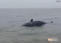 体型庞大发出阵阵恶臭 台州海上现抹香鲸尸体或在此前搁浅