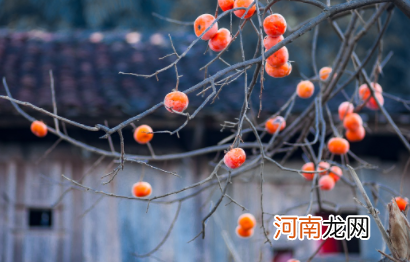 吃柿子不能吃什么食物