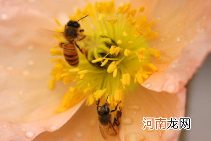 秋季花粉过敏是什么花粉