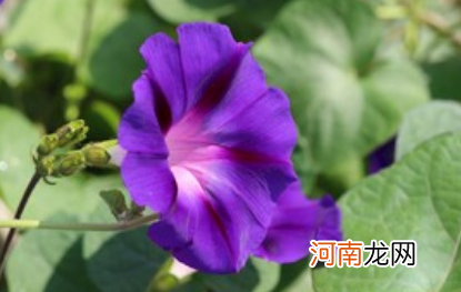 矮牵牛花什么时候修剪合适