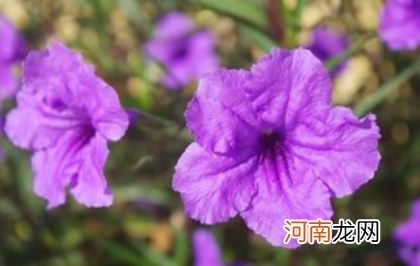 矮牵牛花好不好养