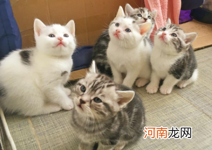 猫咪软便益生菌吃几天