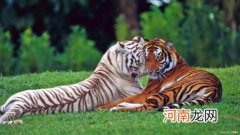 梦见老虎很害怕的感觉 梦见老虎是什么预兆
