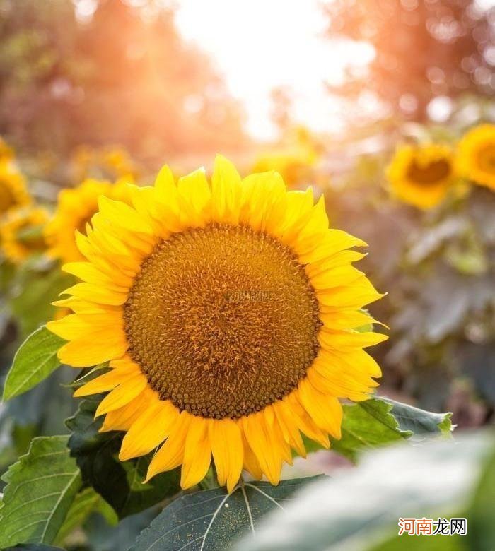 向阳花的花语是什么意思 向阳花的寓意和花语