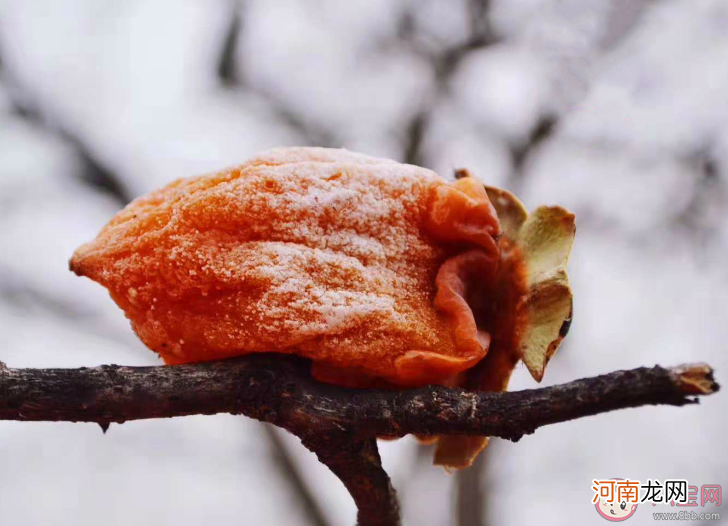 柿饼|买柿饼买有霜还是没霜的 柿饼上白霜越多越好吗