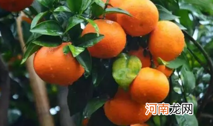 沃柑如何种植能高产