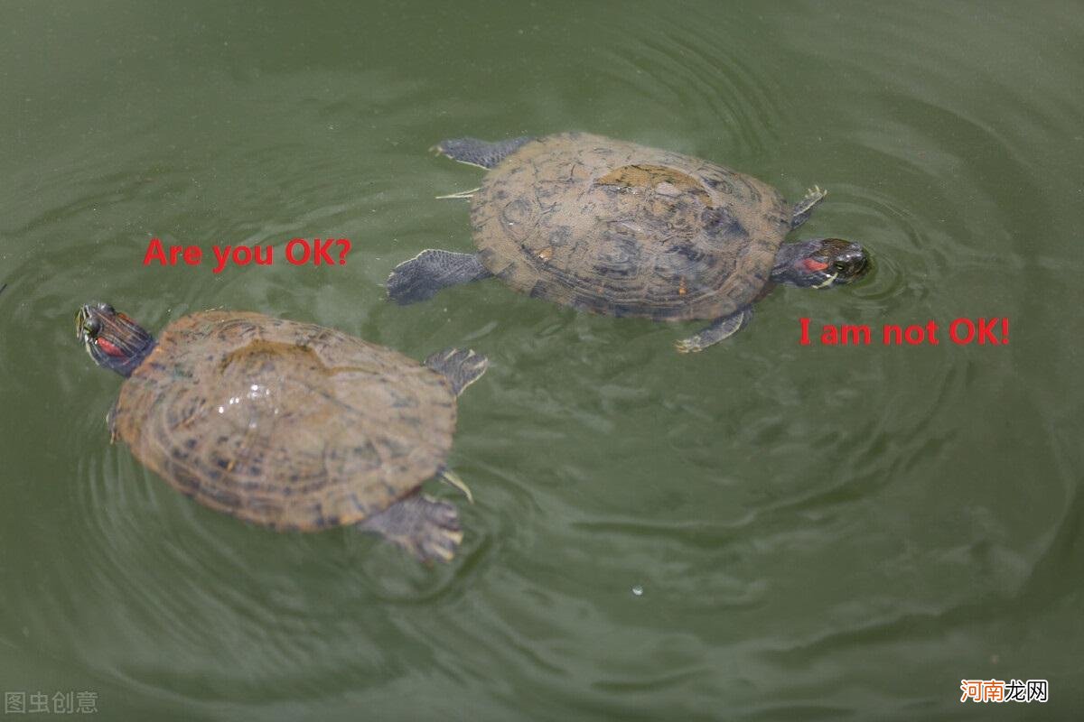 一只乌龟压着另一只乌龟是为什么 乌龟是怎么交配的