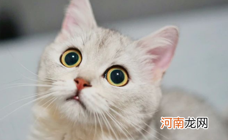 猫吃盐酸多西环素片治什么