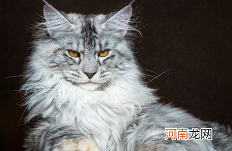 猫感冒了可以吃盐酸多西环素片吗