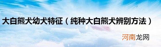 纯种大白熊犬辨别方法 大白熊犬幼犬特征