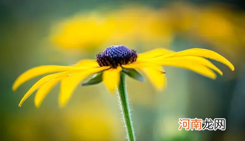 为什么花卉会生蜜虫