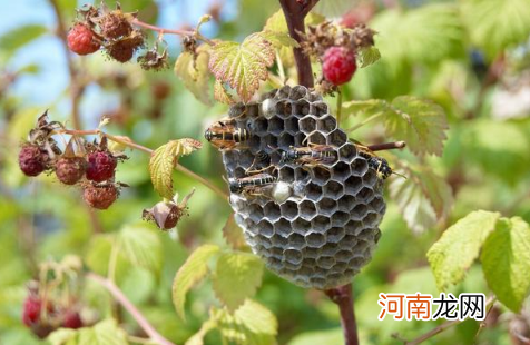 干马蜂窝煮水治什么病