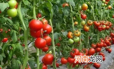 西红柿移栽缓苗需要几天