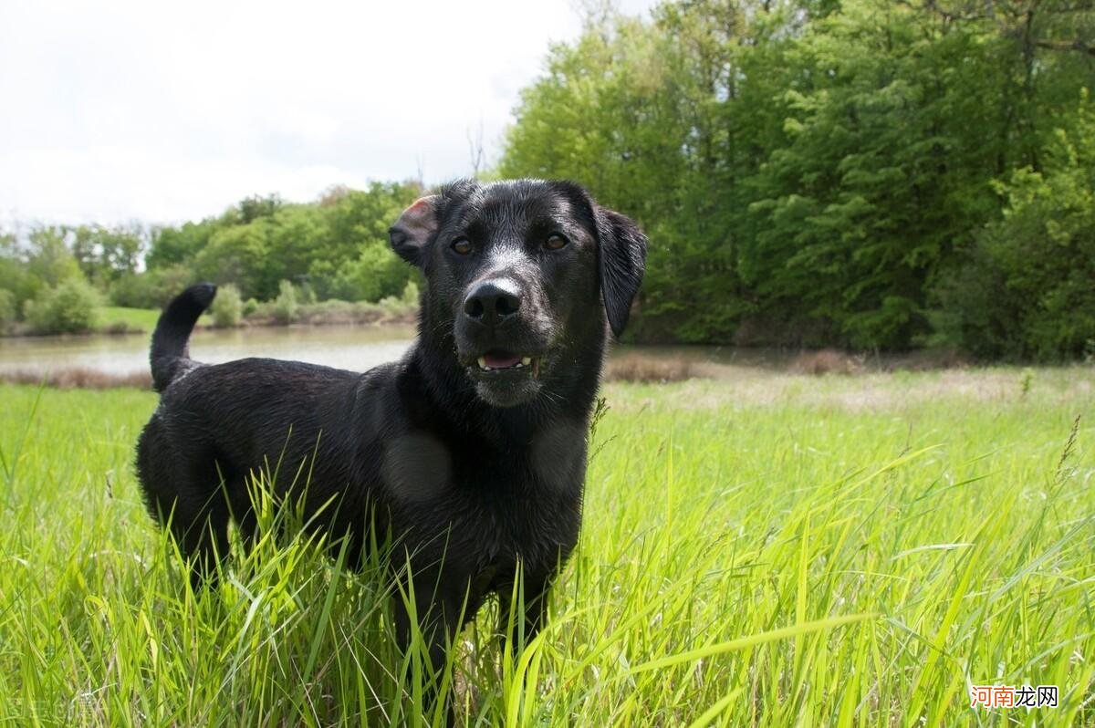黑色拉布拉多犬的优缺点 拉布拉多犬的优缺点