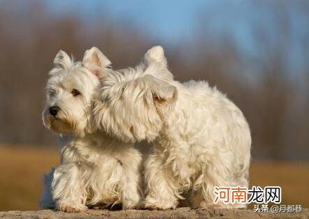 纯种西高地白梗犬价格 西高地白梗犬大概多少钱一只