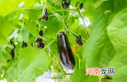 茄子生冻好还是熟冻好