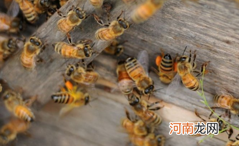 50只蜜蜂能养活蜂王吗