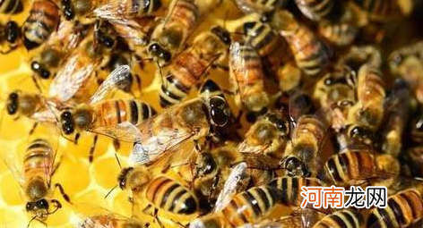 50只蜜蜂能养活蜂王吗