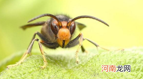 打死一只马蜂每天都有马蜂吗