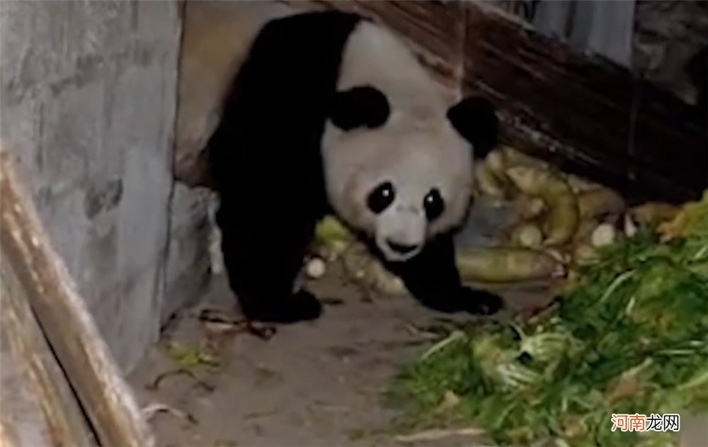 国宝大熊猫吃什么食物 大熊猫吃什么食物
