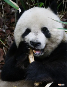 国宝大熊猫吃什么食物 大熊猫吃什么食物