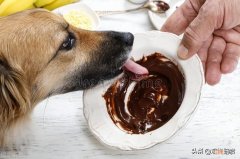 狗吃了巧克力怎么办补救 狗能吃巧克力吗