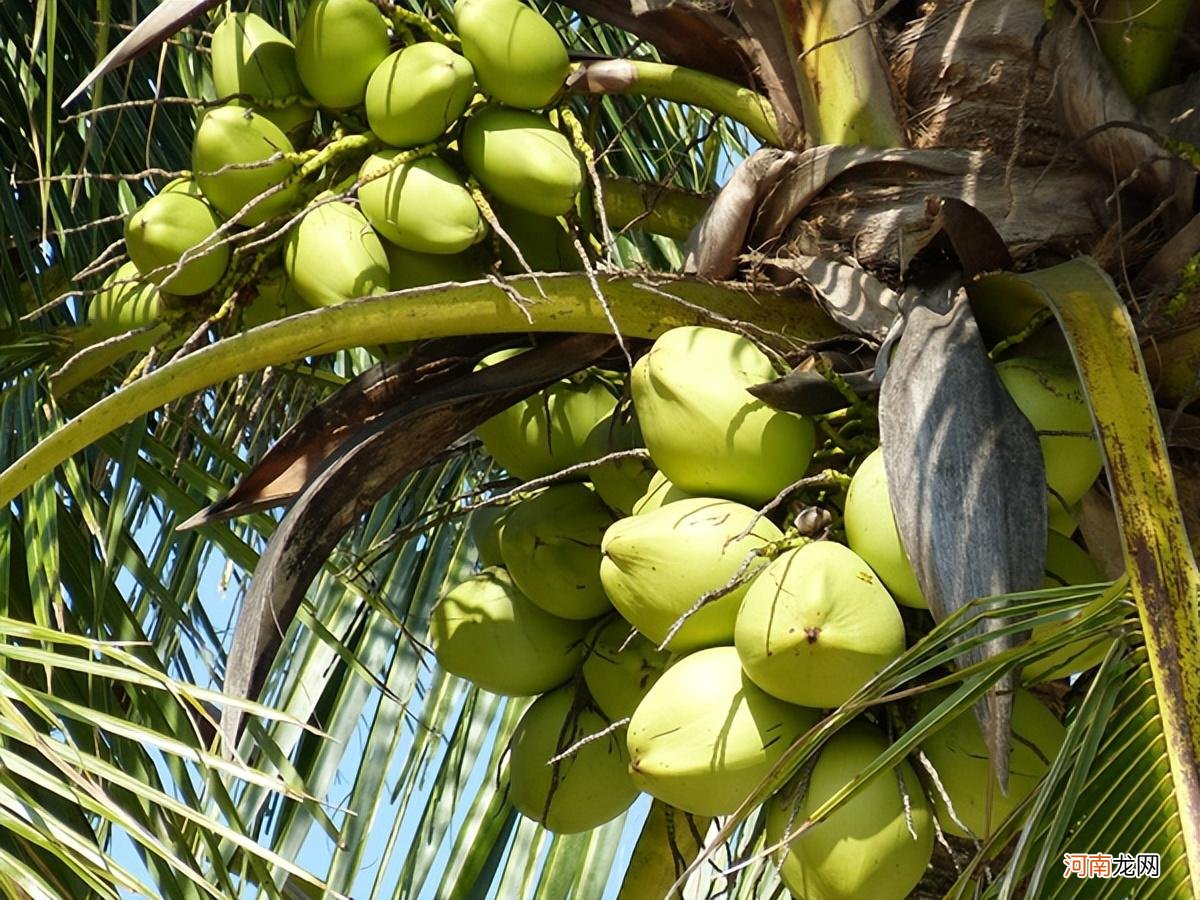 椰子和椰青哪个好喝 椰青和椰子有什么区别
