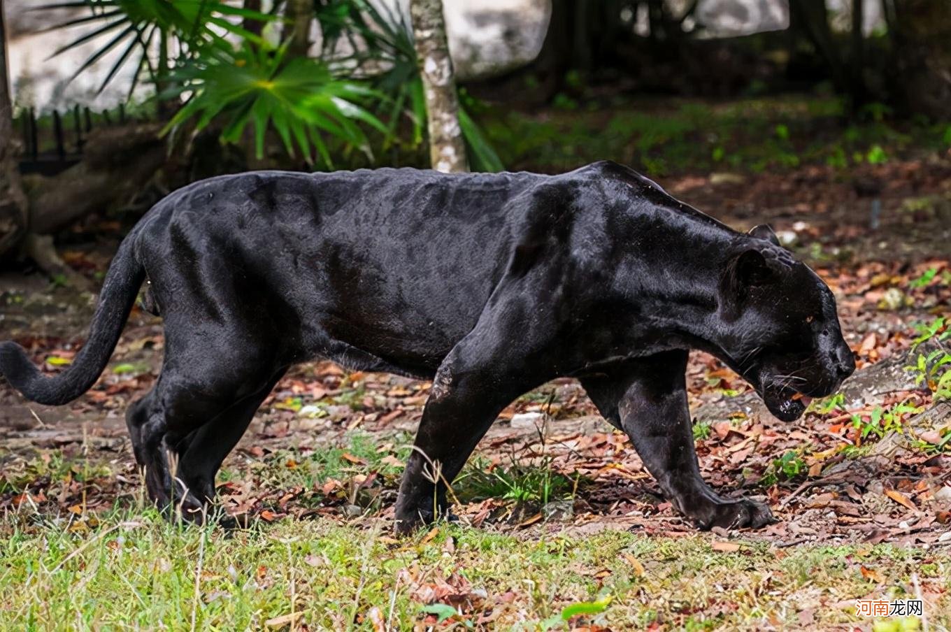 最昂贵的8种黑化神兽 世界上最珍贵的动物