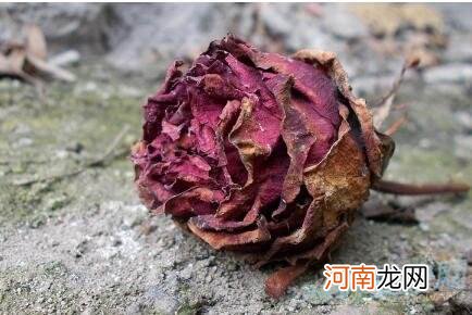 解梦玫瑰花 梦见了玫瑰花是什么意思