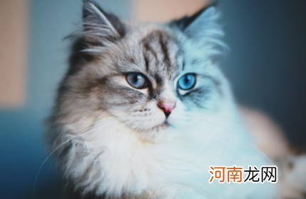 长毛猫需要吃化毛膏吗