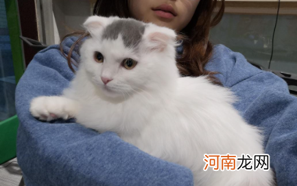 长毛猫需要吃化毛膏吗