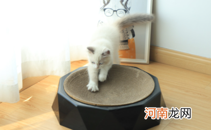 给猫咪磨牙用什么好