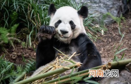 大熊猫每天吃多少斤竹子