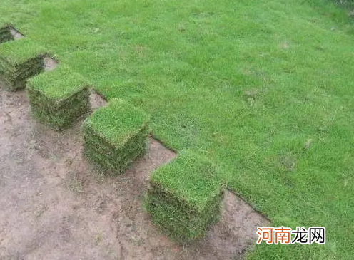 常用人造草坪的单平米造价是多少 草坪价格是多少钱一平方