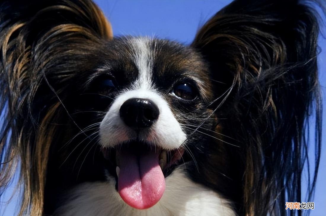 为什么很少人养蝴蝶犬 蝴蝶犬为什么禁养