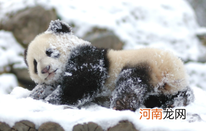 成都熊猫基地冬季几点去好