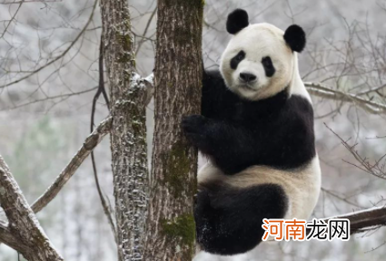 成都熊猫基地冬季几点去好
