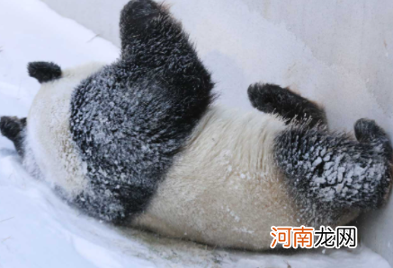 大熊猫在冬天冬不冬眠