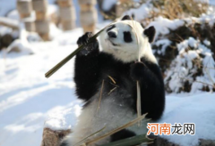 大熊猫在冬天冬不冬眠