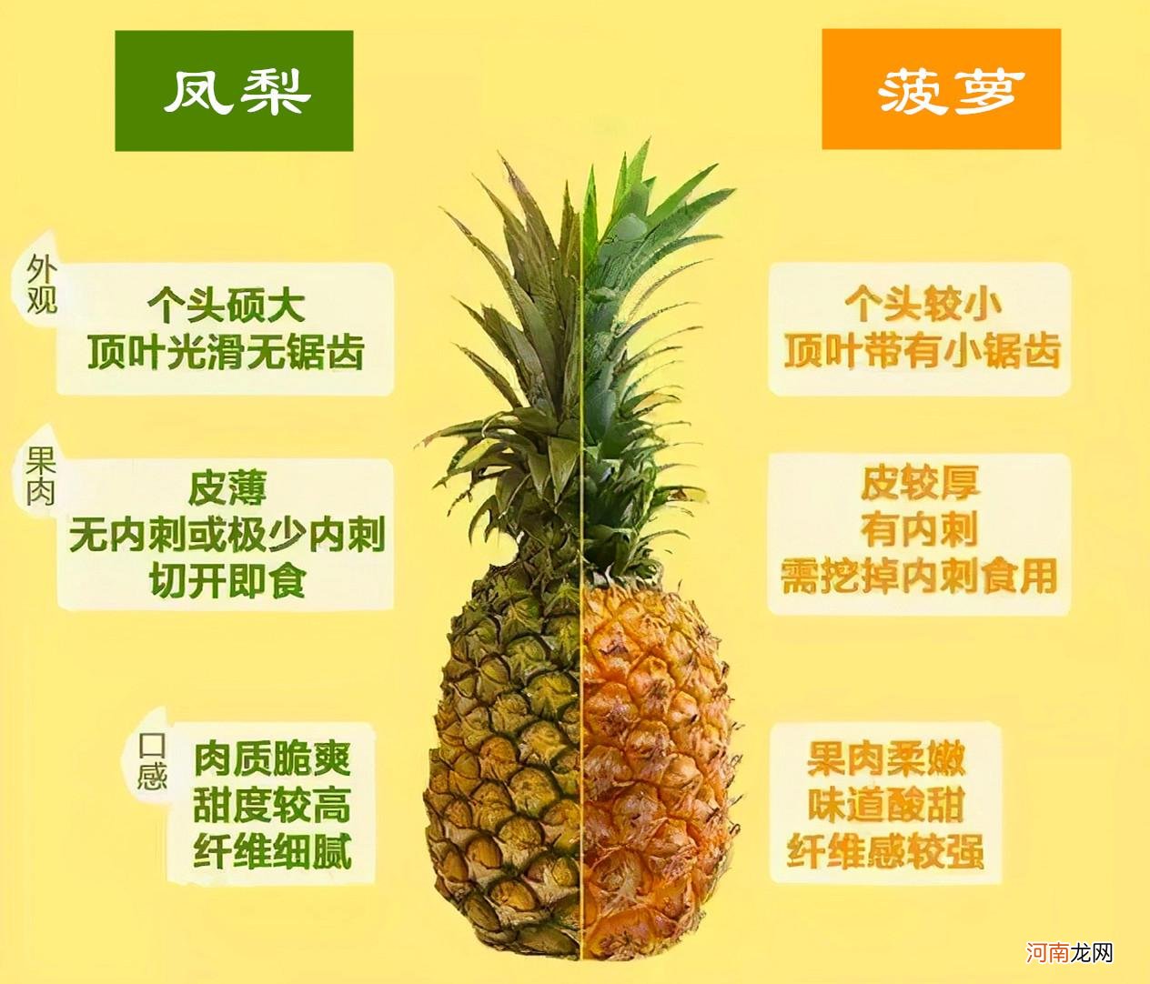 菠萝和凤梨是同一种水果吗 菠萝和凤梨有什么区别