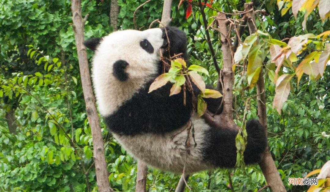 大熊猫成为国宝的过程 大熊猫为什么是国宝