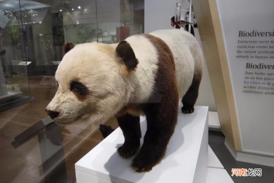 大熊猫成为国宝的过程 大熊猫为什么是国宝
