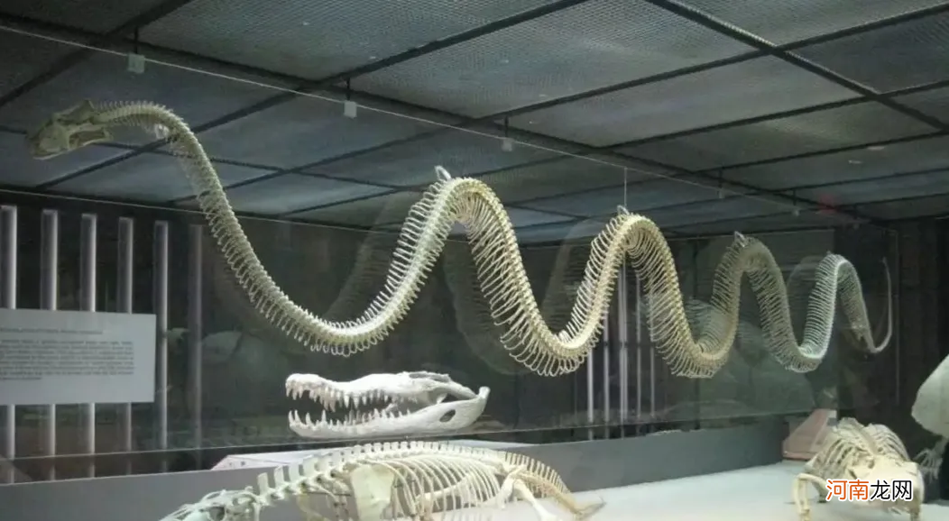 世界上最大的蛇究竟有多大 中国出现过最大的蛇