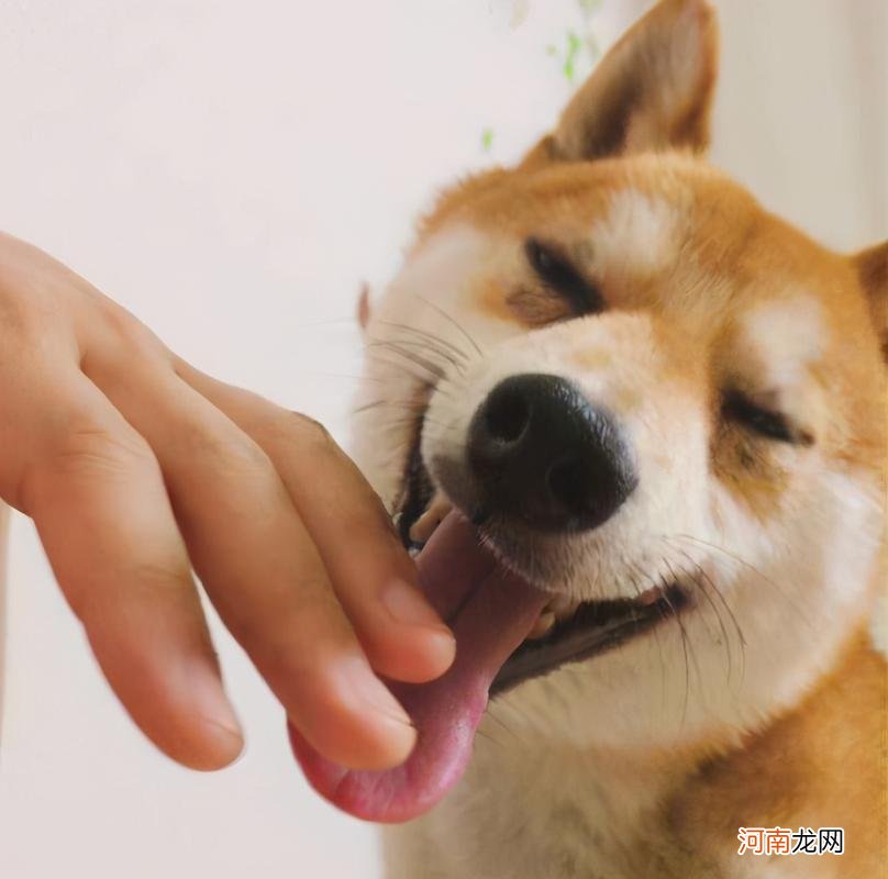 狗狗经常舔你手脚是爱你的行为 狗狗舔主人手脚意味着什么