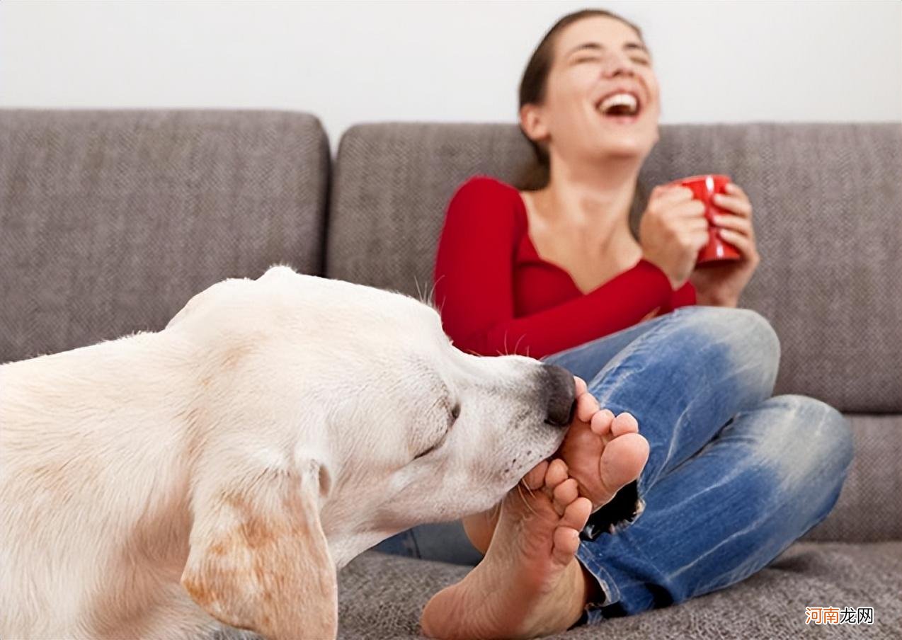 狗狗经常舔你手脚是爱你的行为 狗狗舔主人手脚意味着什么