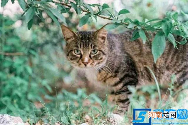 猫的寿命最长能活多少年？寿命最长的10种猫