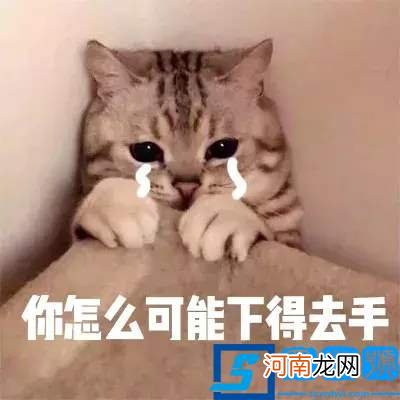 梦见猫是什么预兆？应该如何解梦?