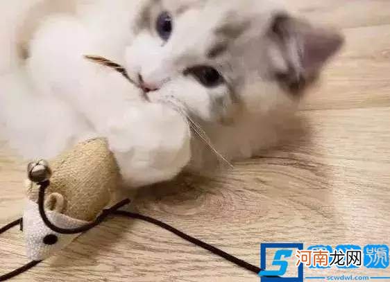 梦见猫是什么预兆？应该如何解梦?