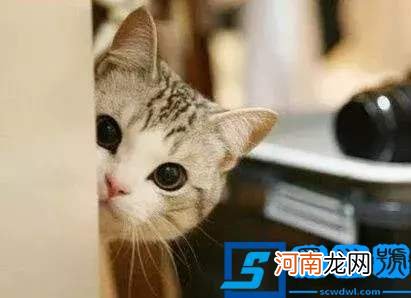 梦见猫是什么预兆？应该如何解梦?